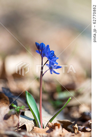 Alpine squill or two-leaf squill, Scilla bifolia 62770862