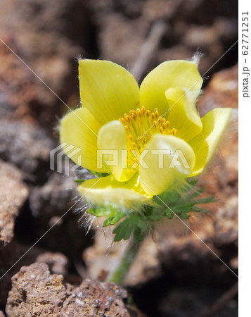 ふわふわした産毛につつまれた花・ツクモグサ【高山植物】 ふわふわした産毛につつまれた花・ツクモグサ【高山植物】 62771251