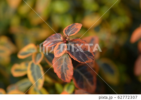 Wintercreeper Emerald and Gold Wintercreeper Emerald and Gold 62772307