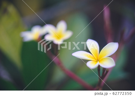ボケ感の美しいプルメリアの花の写真 白い花 南国の写真素材