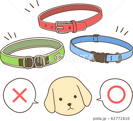 ゴールデンレトリバーの子犬(首輪選び) ゴールデンレトリバーの子犬(首輪選び) 62772810