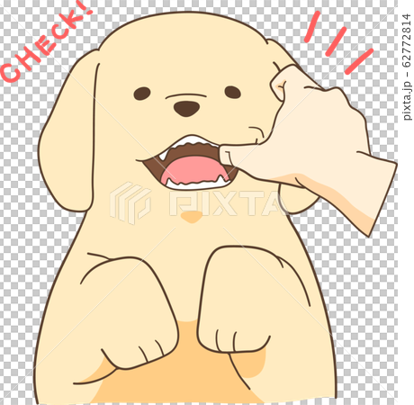 ゴールデンレトリバーの子犬(歯をチェック) ゴールデンレトリバーの子犬(歯をチェック) 62772814
