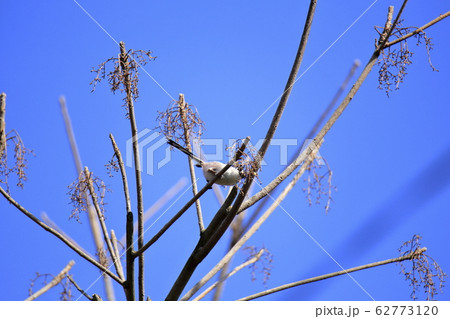 荒尾市　四ツ山神社　エナガ、 62773120