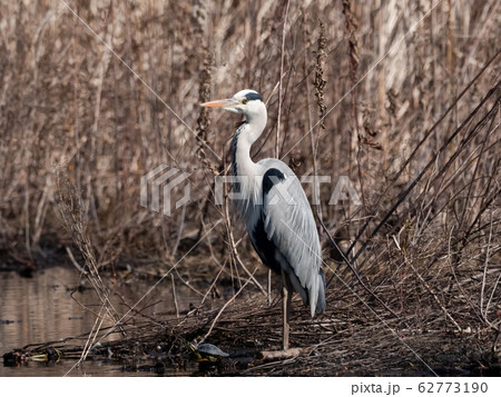 アオサギ アオサギ 62773190