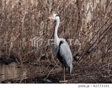 アオサギ 62773191