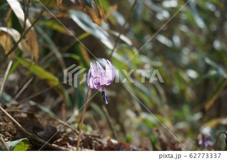 カタクリの花 62773337