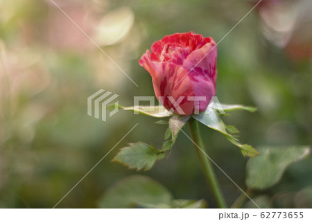 Red rose over green background Red rose over green background 62773655