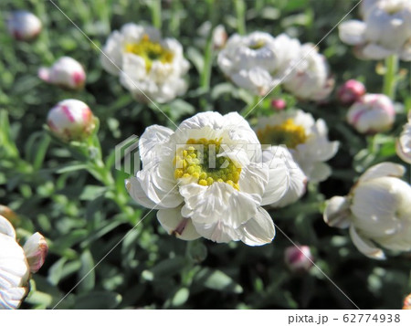 花かんざしの写真素材 花かんざしの写真素材