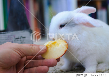White homemade long-haired rabbit eats apple with White homemade long-haired rabbit eats apple with 62775468