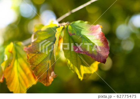 branch with bright green leaves close-up branch with bright green leaves close-up 62775475