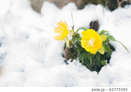春よ来い！雪解けの福寿草 62775565