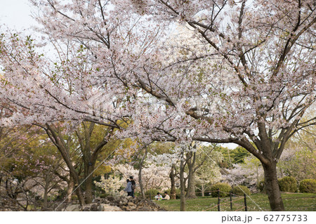 大仙公園の桜並木 大仙公園の桜並木 62775733