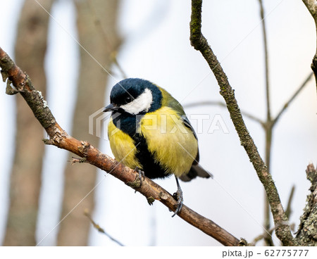great tit or yellow-bellied tit bird 62775777