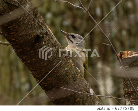 Grey-headed or grey-faced woodpecker female Picus Grey-headed or grey-faced woodpecker female Picus 62775789