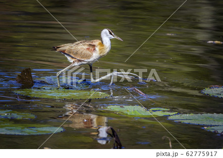 African jacana in Kruger National park, South African jacana in Kruger National park, South 62775917