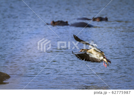 Egyptian Goose in Kruger National park, South 62775987