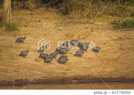 Helmeted guineafowl in Kruger National park, South Helmeted guineafowl in Kruger National park, South 62776000