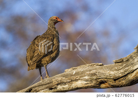 Swainson Spurfowl in Kruger National park, South 62776015