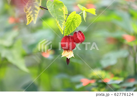 かわいいチロリアンランプの花 62776124