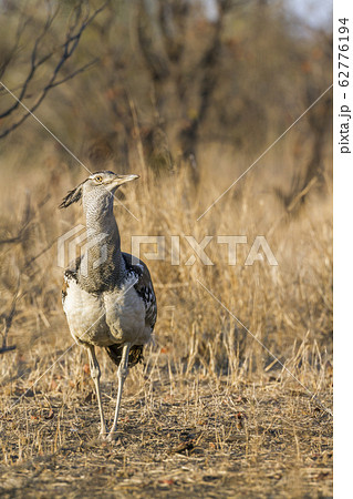 Kori bustard in Kruger National park, South Africa 62776194