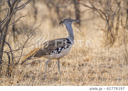 Kori bustard in Kruger National park, South Africa Kori bustard in Kruger National park, South Africa 62776197