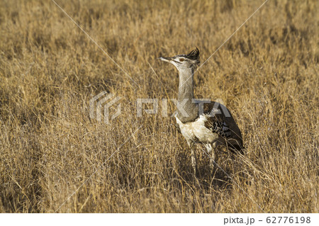 Kori bustard in Kruger National park, South Africa Kori bustard in Kruger National park, South Africa 62776198
