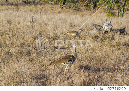 Kori bustard in Kruger National park, South Africa 62776200
