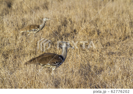 Kori bustard in Kruger National park, South Africa 62776202