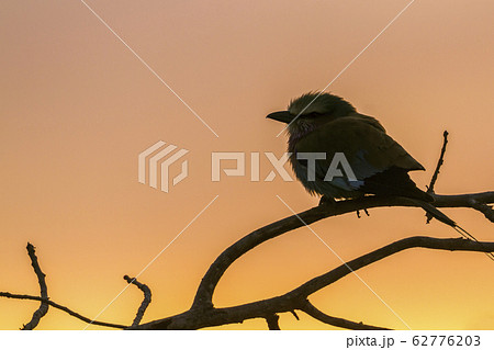 Lilac breasted roller in Kruger National park, 62776203