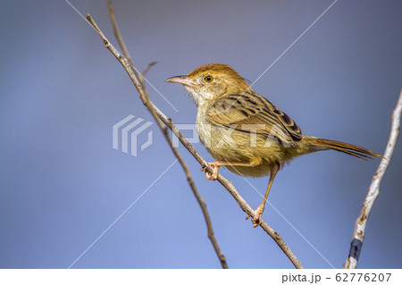 Rattling Cisticola in Kruger National park, South 62776207