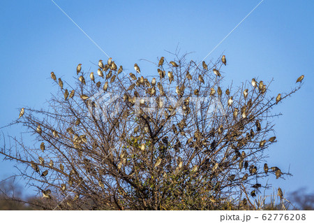 Red-billed Quelea in Kruger National park, South 62776208