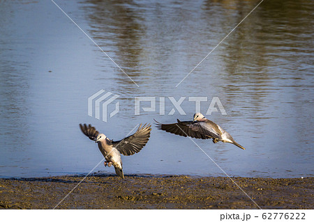 Ring-necked Dove in Kruger National park, South 62776222