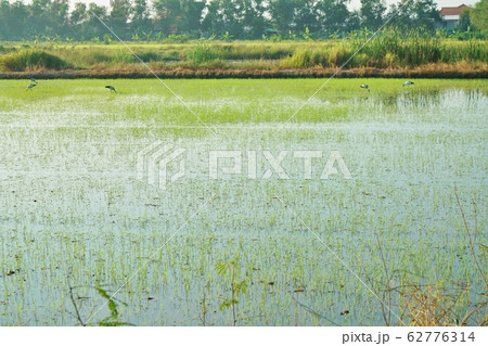 Landscape of Pathum Thani province of Thailand Landscape of Pathum Thani province of Thailand 62776314