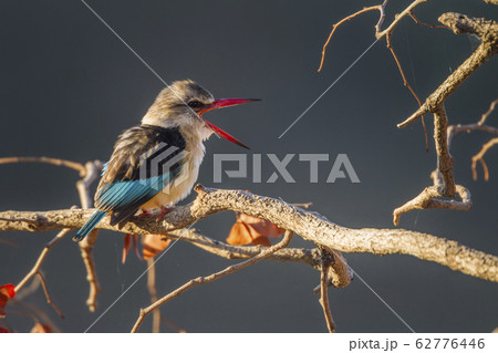 Brown hooded Kingfisher in Kruger National park, Brown hooded Kingfisher in Kruger National park, 62776446