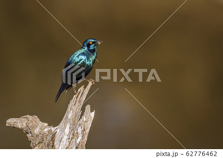 Greater Blue eared Glossy Starling in Kruger 62776462