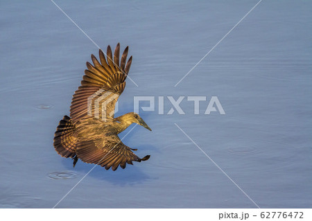 Hamerkop in Kruger National park, South Africa 62776472