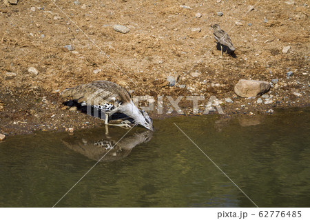 Kori bustard in Kruger National park, South Africa Kori bustard in Kruger National park, South Africa 62776485