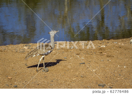 Kori bustard in Kruger National park, South Africa Kori bustard in Kruger National park, South Africa 62776486