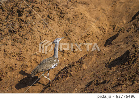 Kori bustard in Kruger National park, South Africa 62776496