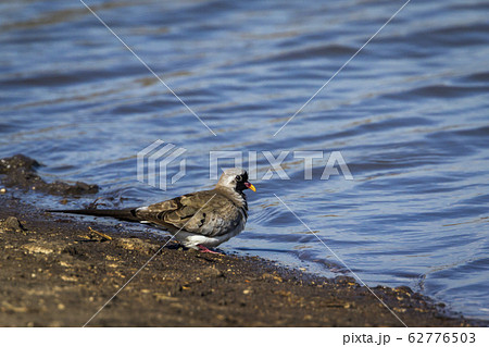 Namaqua Dove in Kruger National park, South Africa 62776503
