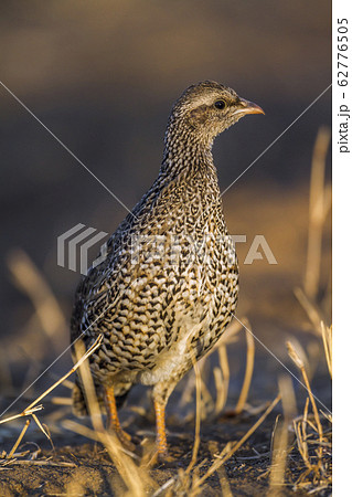 Natal francolin in Kruger National park, South 62776505