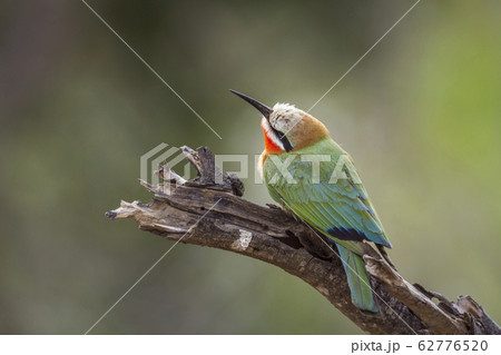 White fronted Bee eater in Kruger National park, White fronted Bee eater in Kruger National park, 62776520