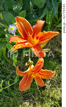 Beautiful bright orange day-lily on a sunny summer 62776585