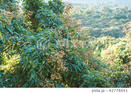 Longan orchards - Tropical fruits young longan in 62776641