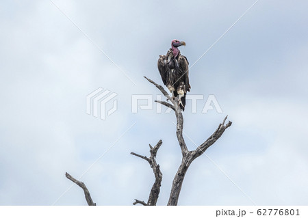 Lappet faced Vulture in Kruger National park, 62776801