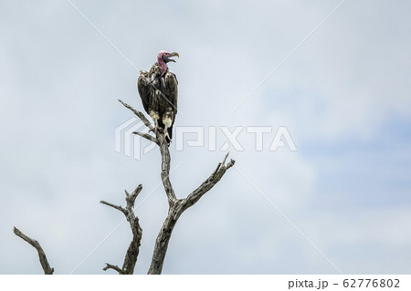 Lappet faced Vulture in Kruger National park, 62776802