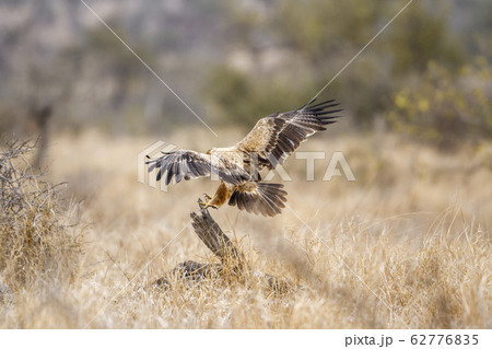 Wahlberg  Eagle in Kruger National park, South 62776835