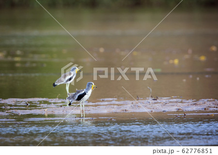 White headed Lapwing in Kruger National park, 62776851