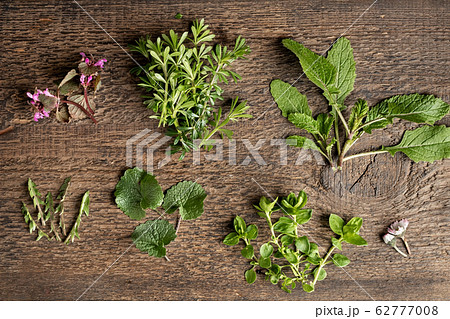 Purple dead-nettle, bedstraw, common nipplewort, garlic mustard, dandelion and other wild edible plants growing in early spring Purple dead-nettle, bedstraw, common nipplewort, garlic mustard, dandelion and other wild edible plants growing in early spring 62777008