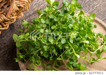 Young leaves of chickweed or Stellaria media - a wild edible plant Young leaves of chickweed or Stellaria media - a wild edible plant 62777011